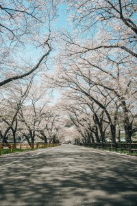 日本动漫番剧封面，鲜艳手绘风格，少年主角站在樱花飘落的校园操场，青春气息浓厚